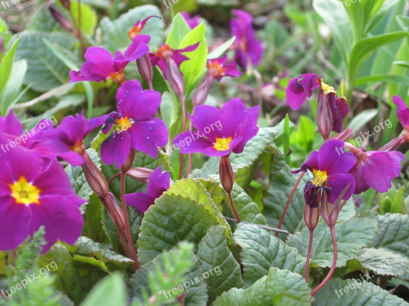 Violets Flowers Nature Purple Petals