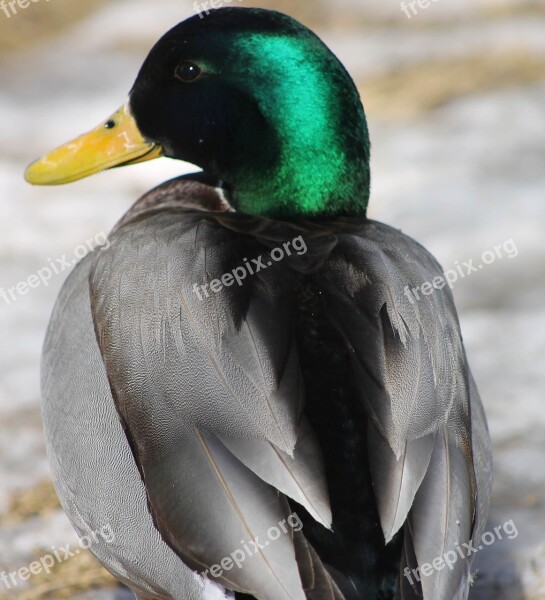 Duck Animal Chick Gray Feathers Wildlife