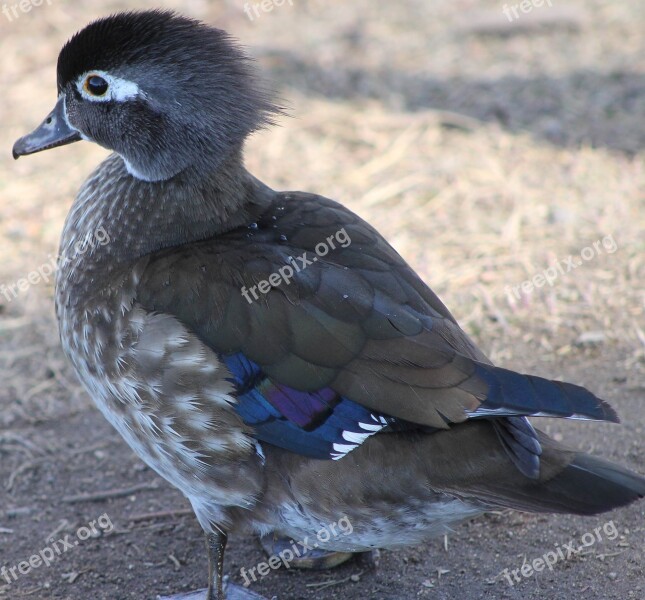 Duck Duckling Chick Gray Feathers Wildlife