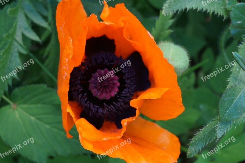 Poppy Garden Red Nature Macro