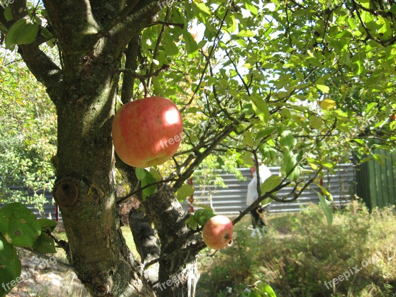 Apple Tree Garden Dacha Fruit Harvesting