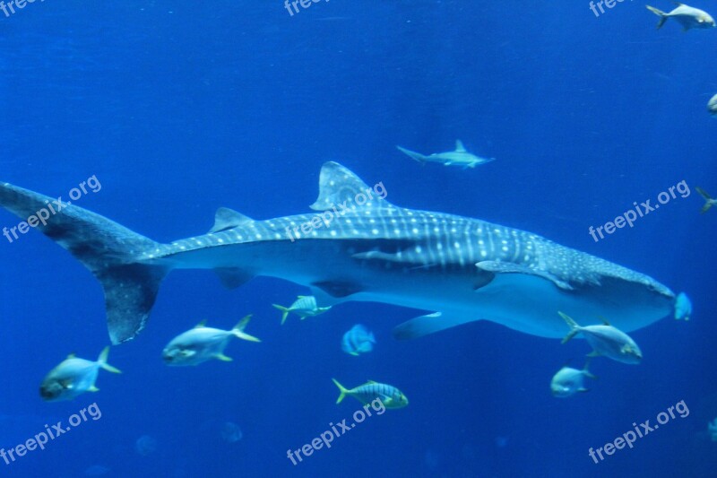 Marine Shark Blue Free Photos