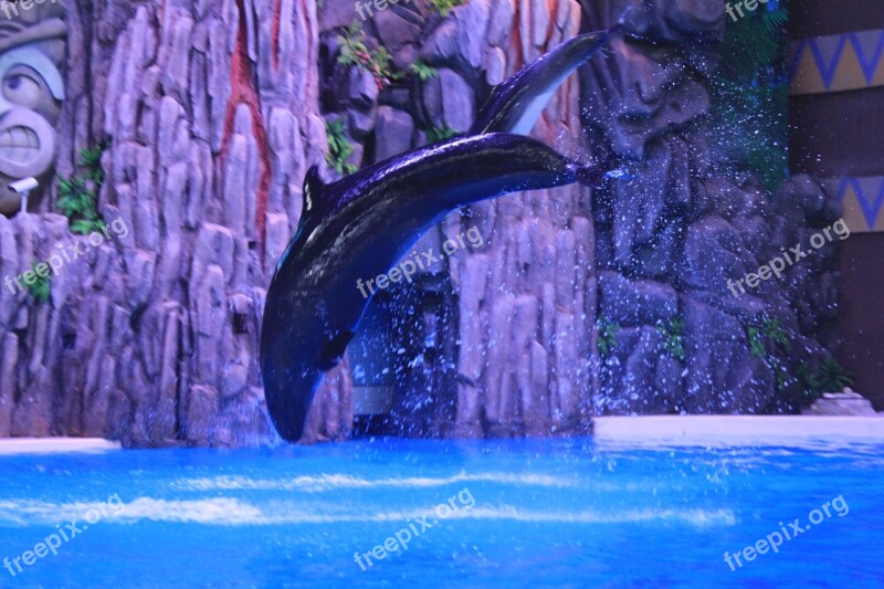 Dolphin Performance Jumping Free Photos