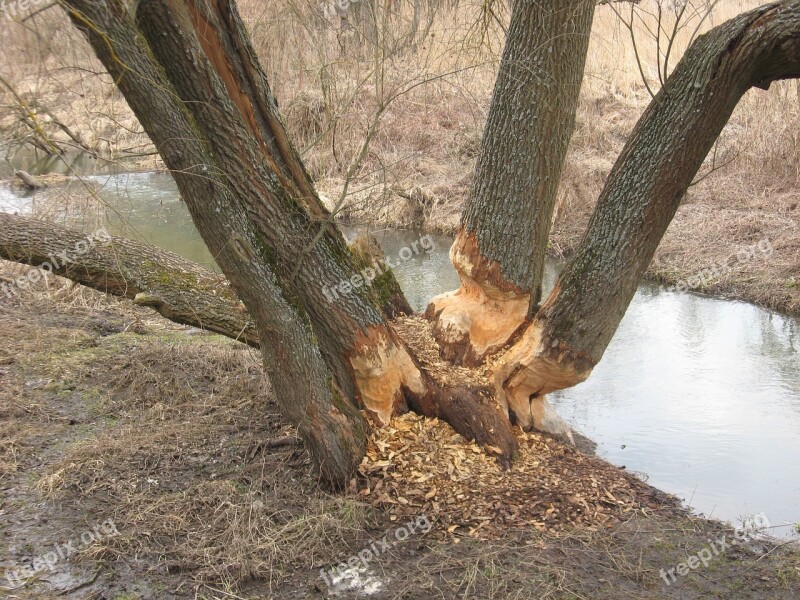 Beavers Tree Nature Beavers Work Animal World