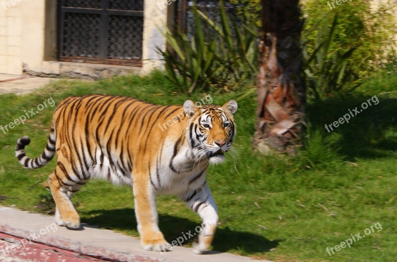 Stripes Cat Tiger Zoo Pred