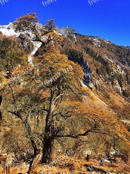 Shuangqiaogou Seabuckthorn Forest Winter Sea Buckthorn Free Photos