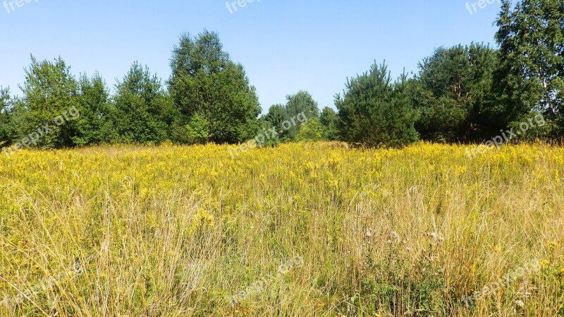 Meadow Grass Summer Nature Green