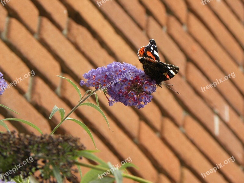 Butterfly Butterfly Bush Bush Free Photos