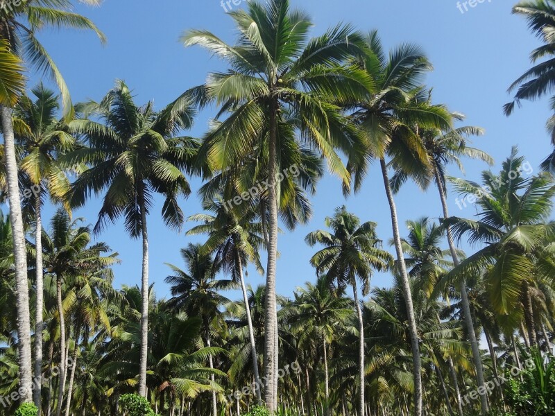 Coconut Tree Plantation Coconut Nature Tree