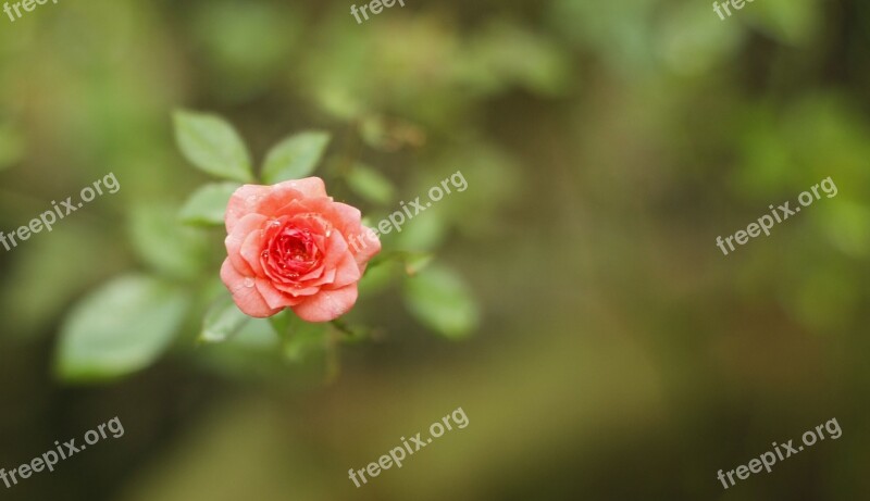 Rose Flower Small Rose Flower Flower Rose Floral