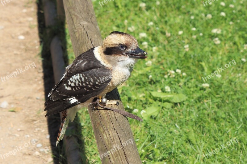 Bird Common Loon Bird Park Free Photos