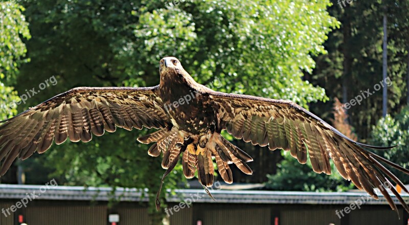 Raptor Adler Bird Of Prey Birds Falconry