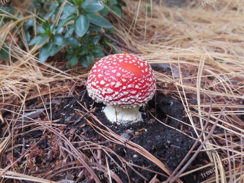 Toadstool Fungus Autumn Toxic Red