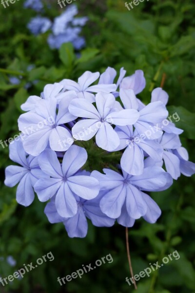 Miramelinda Joy Flower Corsage Blue