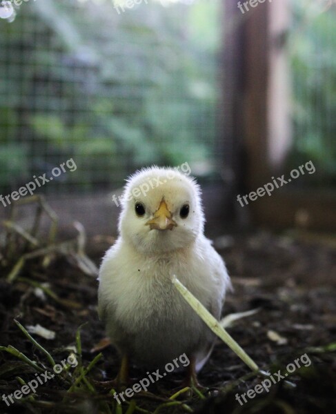 Chicks Hahn Chicken Hen Poultry