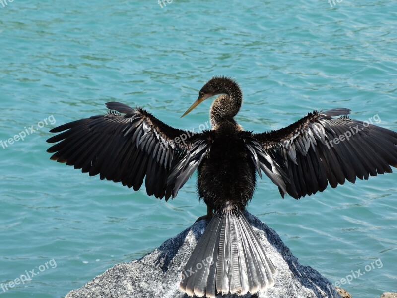 Anhinga Bird Wildlife Water Nature