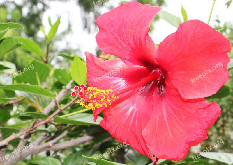 Hibiscus Flower Mallow Plant Red