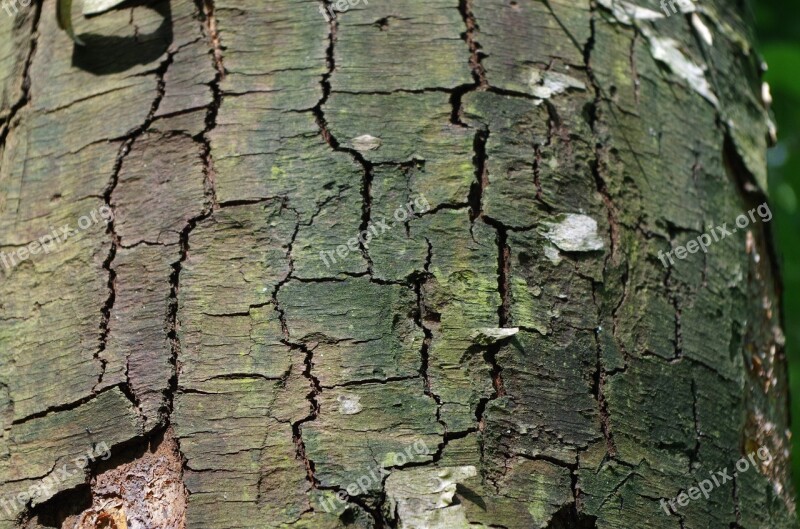 Forest The Bark Of The Tree Tree Trunks The Structure Of The Free Photos