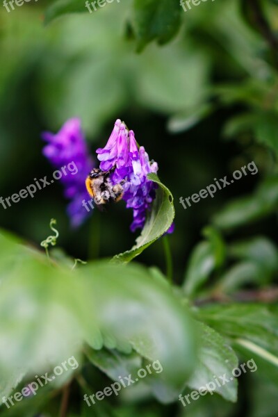 Forest Leaves Purple Flower Leaf