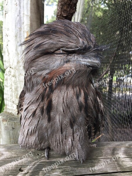 Tawny Frogmouth Bird Frogmouth Beak Portrait