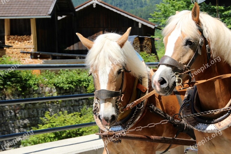 Horses Draft Horses Coach Pferdearbeit Dishes Horsepower