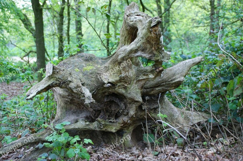 Root Tree Nature Wood Tree Root