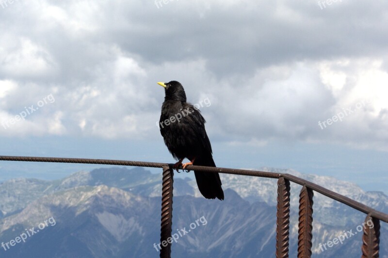 Zugspitze Raven Bird Fly Garmisch