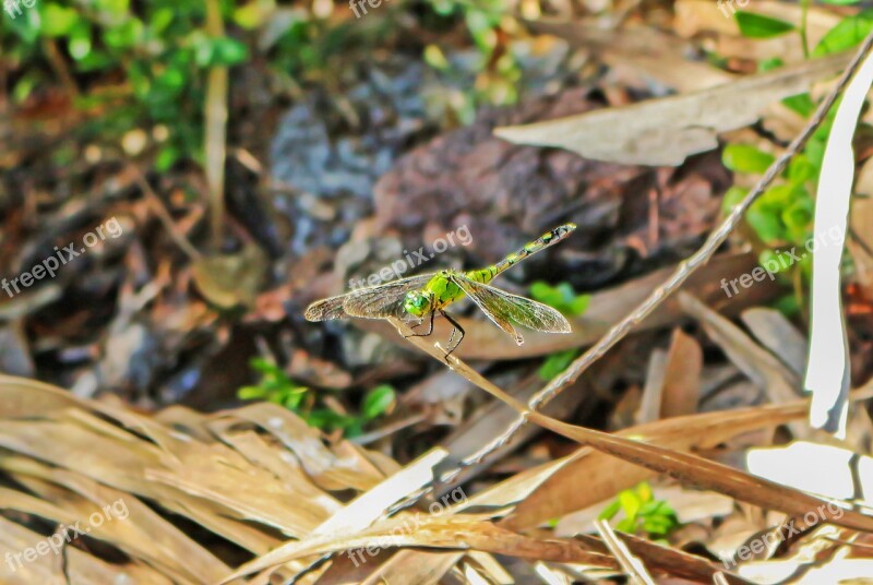 Dragonfly Insect Libellulidae Branch Flying Insect