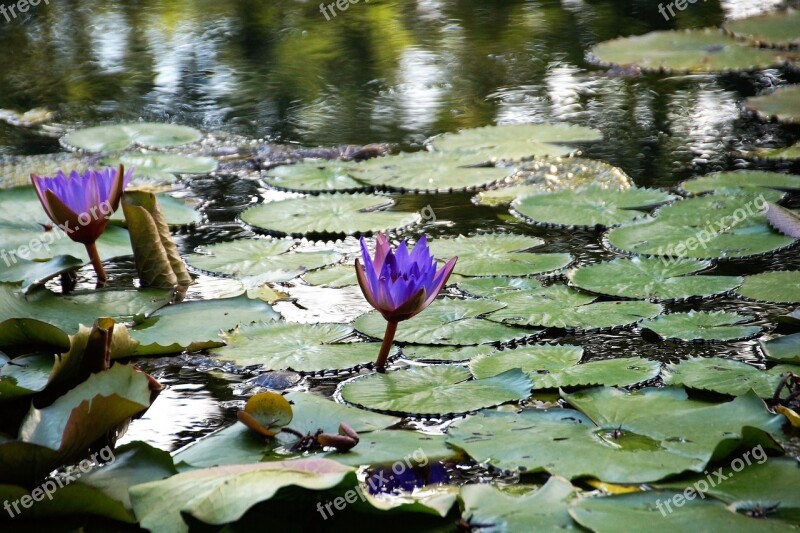 Waterlily Water Flower Plant The Flower Of The Lily Pad Water Lily