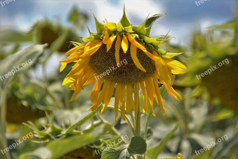 Sunflower Flower Yellow Flower Of Sunflower Summer