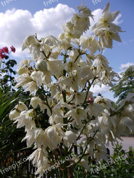 Yucca Palm Palm Blossom Bloom Free Photos