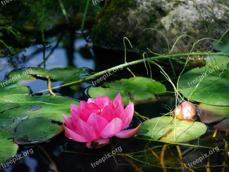 Water Lily Flower Garden Pond Free Photos