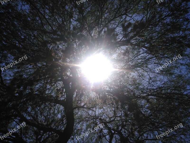 Sunlight Look Up Trees Sky Sunny Afternoon