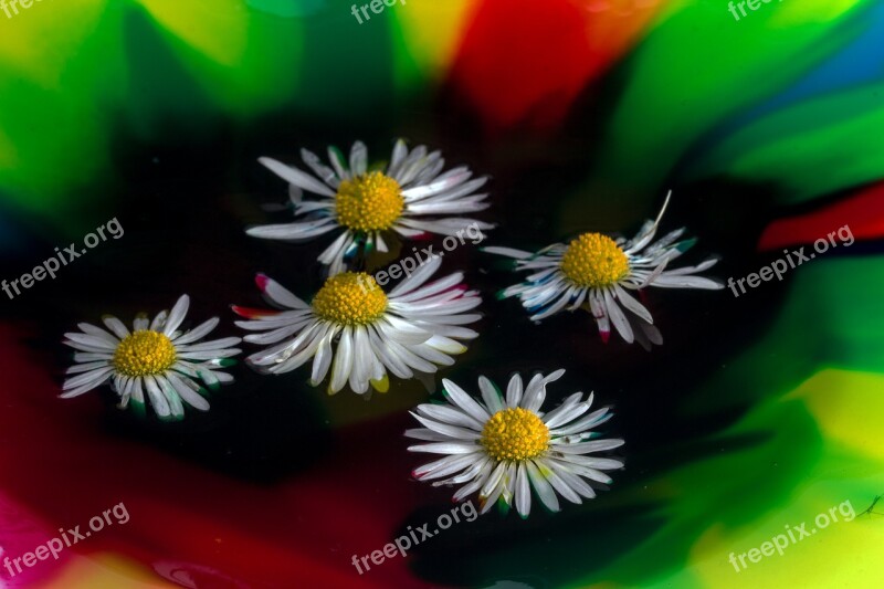 Color Watercolor Daisy Close Up Free Photos