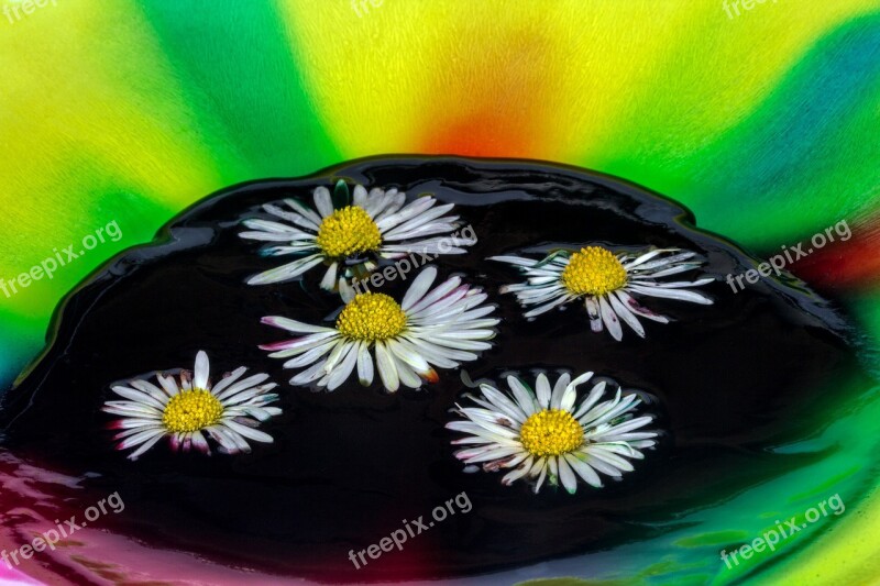 Color Watercolor Daisy Close Up Free Photos