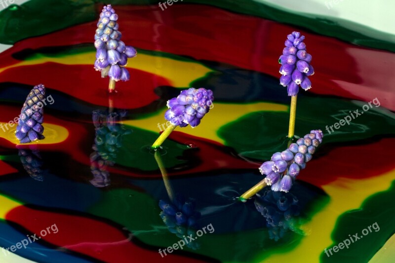 Color Watercolor Perl Hyacinth Close Up Mirroring