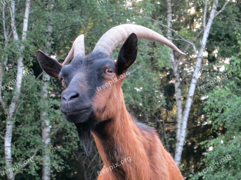 Billy Goat Goat Pet Zoo Goatee