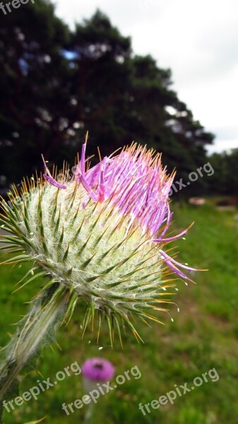 Thistle Plant Flower Blossom Bloom