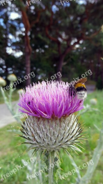 Thistle Plant Flower Blossom Bloom