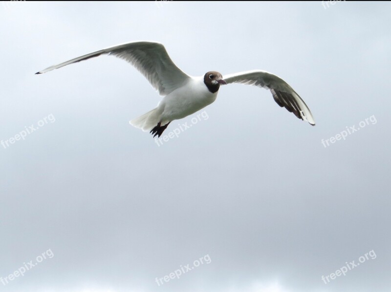 Seagull Gull Flying Glide Sail