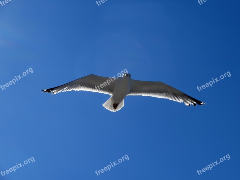 Seagull Gull Flying Glide Sail