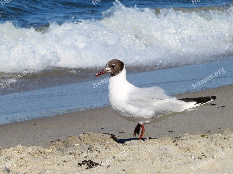 Seagull Gull Elegant Bird Beach