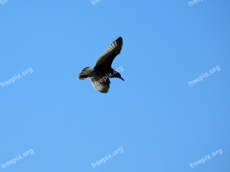 Seagull Gull Flying Glide Sail