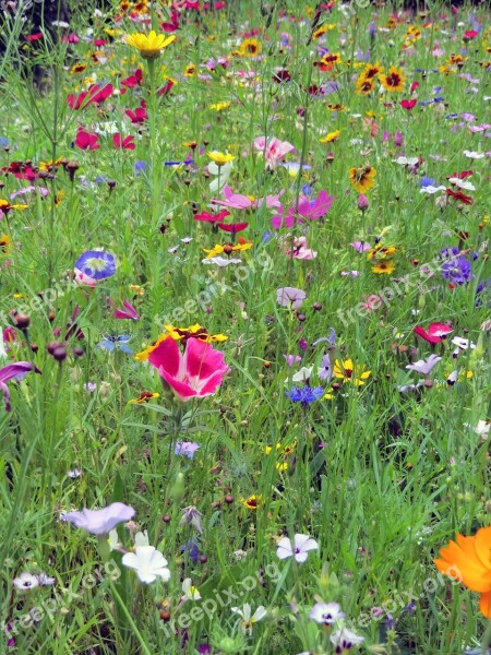 Flowers Meadow Colorful Flora Summer Meadow