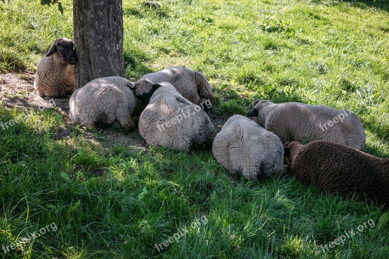 Sheep Rest Break Protection Shadow