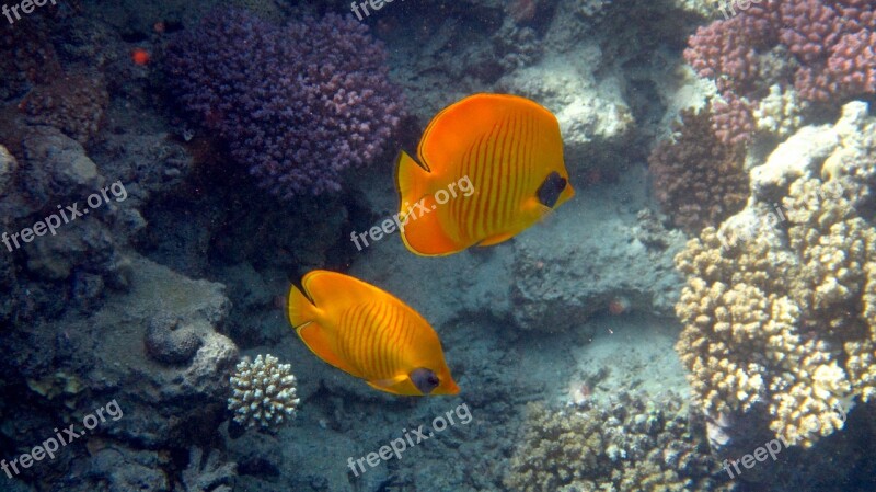 Fish Red Sea Coral Sea Underwater