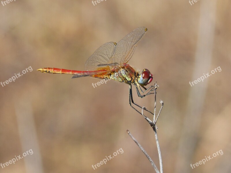 Dragonfly Red Dragonfly Beauty Colorful Branch