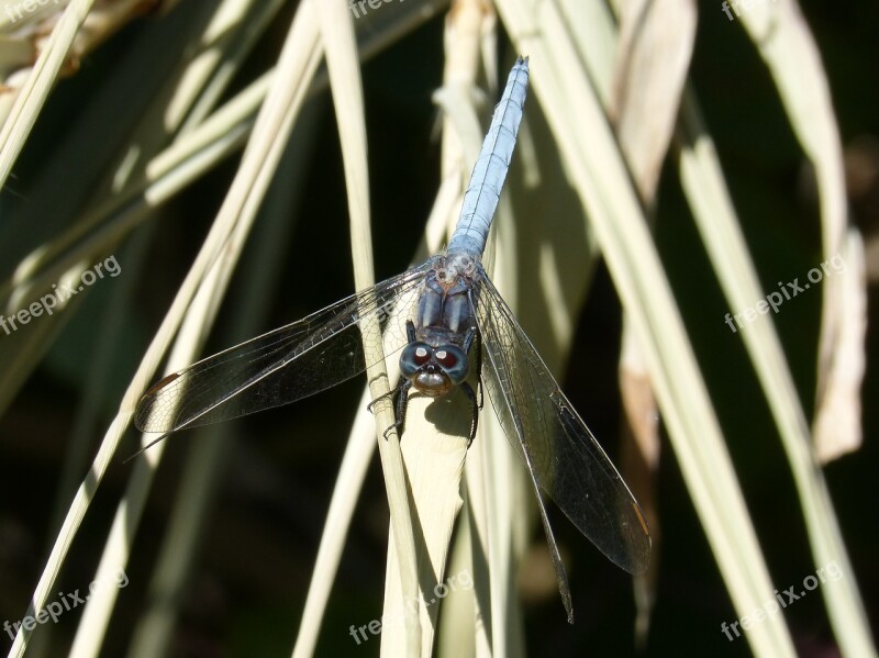 Blue Dragonfly Leaves Orthetrum Cancellatum Wetland River