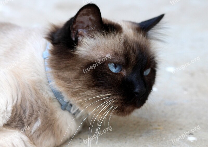 Cat Burmese Tired Lazy Free Photos