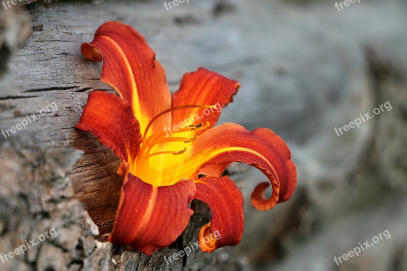 Lily Flame Fire Tree Burn